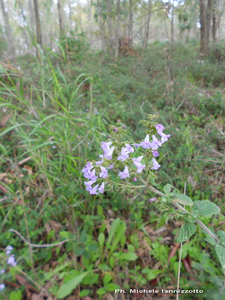 Nepetella : Clinopodium nepeta